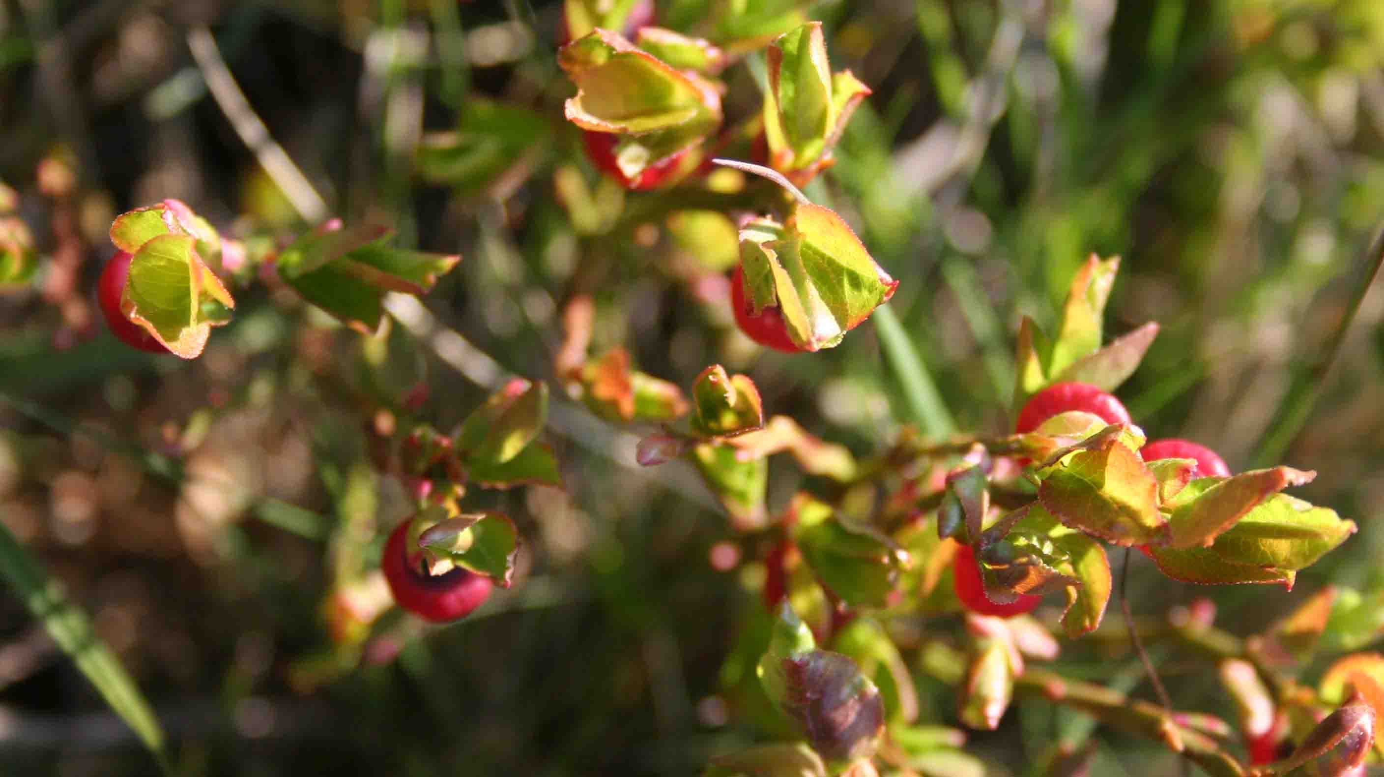 Vaccinium myrtillus